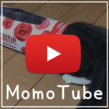 猫のモモ-動画-MomoTube モモチューブ
