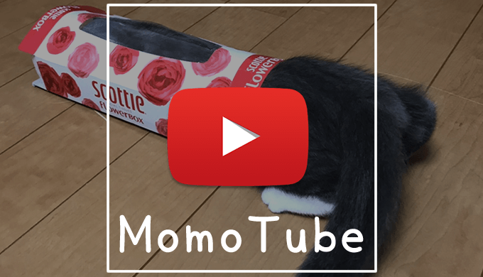 猫のモモ-動画-MomoTube モモチューブ