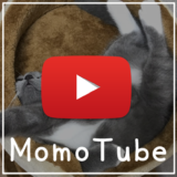 猫のモモ-動画-MomoTube モモチューブ