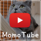 猫のモモ-動画-MomoTube モモチューブ