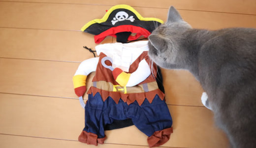 【前編】海賊のコスプレ到着！ペット用コスチューム衣装を猫に着せてみた！