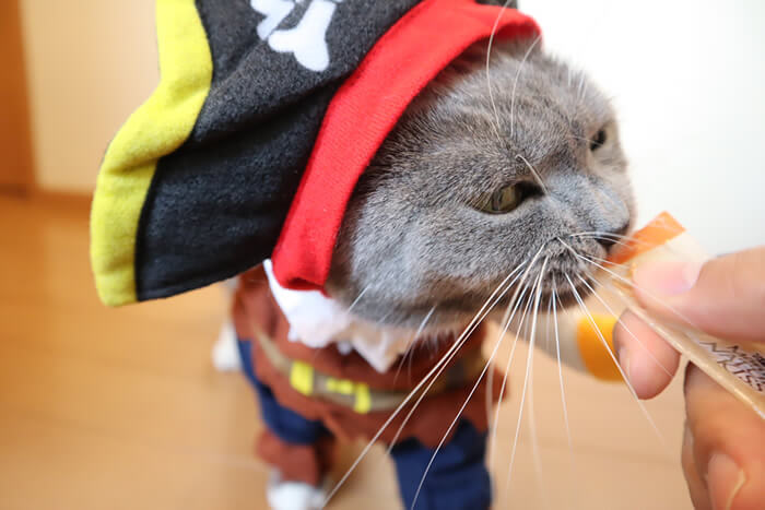 おやつを食べながら海賊コスチュームを着る猫