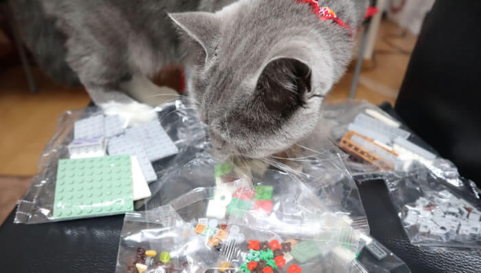 クリスマスプレゼントのレゴのニオイを嗅ぐ猫のモモ