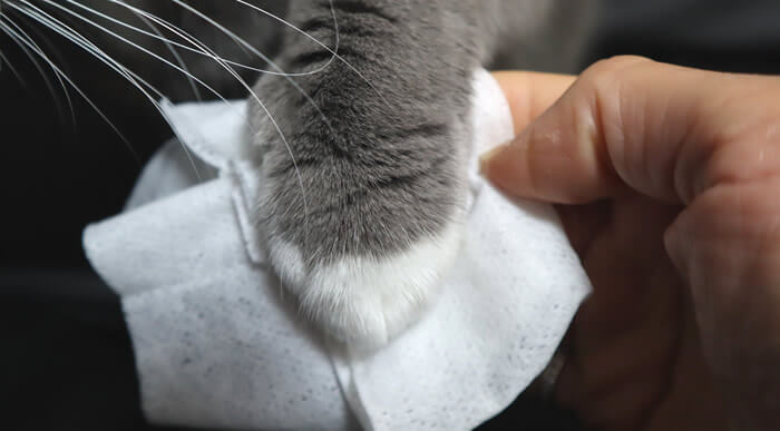 猫アレルギー対策グッズ　ウエットシートで手足を洗う