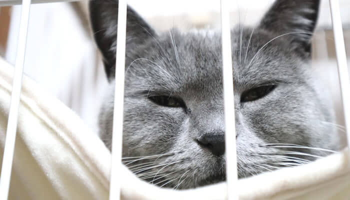 ケージのハンモックで眠たくなる猫