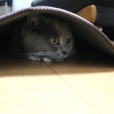 カーペットの下にもぐる猫