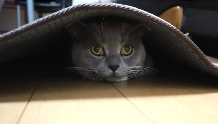 カーペットの下にもぐる猫