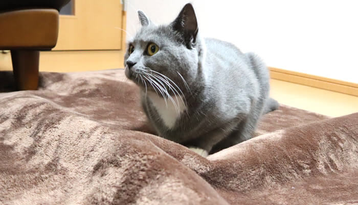 ぐちゃぐちゃにしたカーペットの上に座る猫