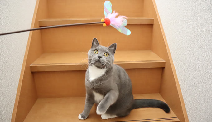 階段でカシャぶん遊びで運動不足を解消する猫のモモ