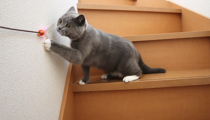 階段でカシャぶん遊びで運動不足を解消する猫のモモ