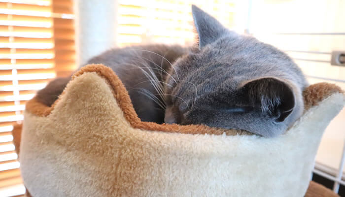 キャットタワーのベッドで寝る猫のモモ