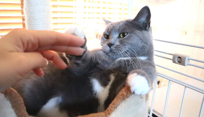 触られるのを拒否する猫のモモ