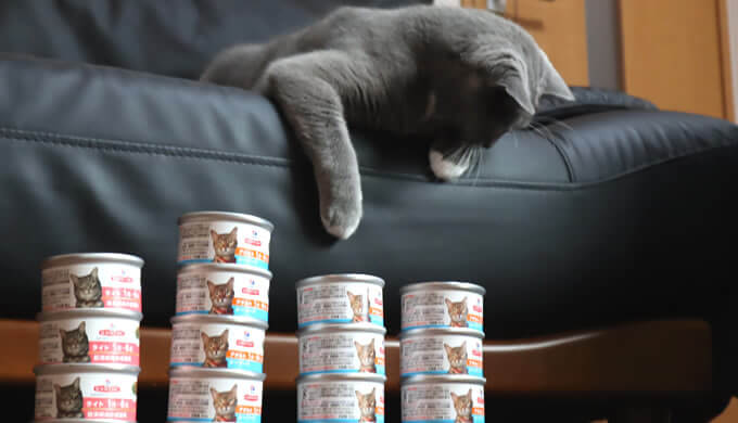 サイエンスダイエットの缶詰を見つめる猫のモモ