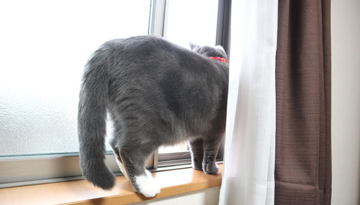 窓の隙間からニャルソックする猫のモモ