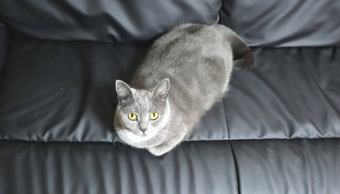ソファーでくつろぐ猫のモモ