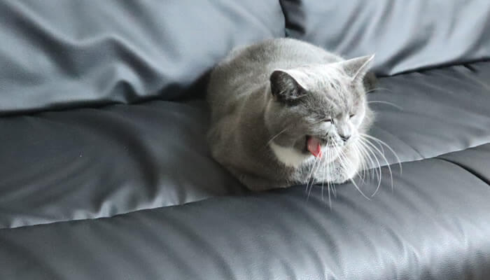 ソファーでくつろいで大あくびをする猫のモモ