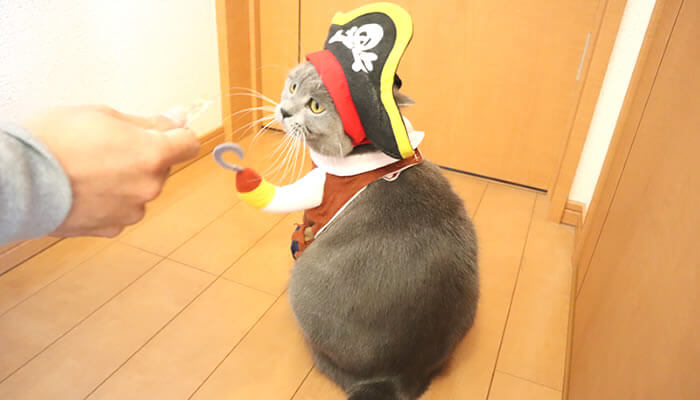 おやつを食べながら海賊コスチュームを着た猫のモモの後ろ姿