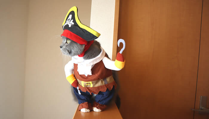 海賊のコスプレ衣装を着る猫のモモ