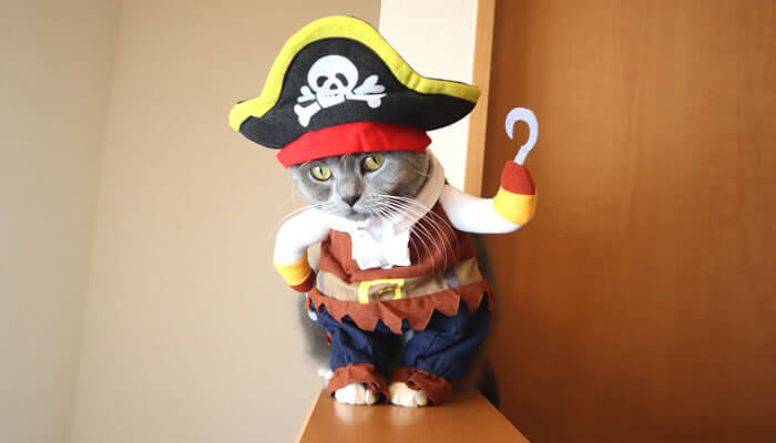 海賊のコスプレ衣装を着る猫のモモ