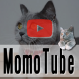 猫のモモ-動画-モモチューブ