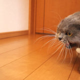 猫のぬいぐるみにキレるモモ
