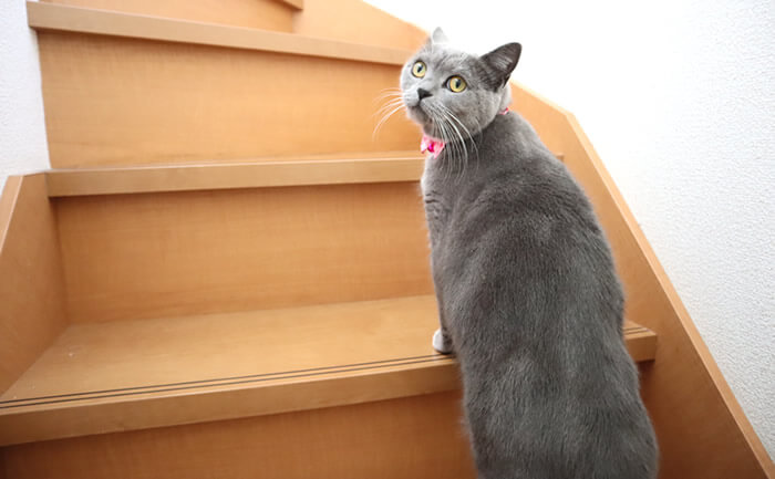 新しいハートの首輪を付けて階段を登る猫のモモ