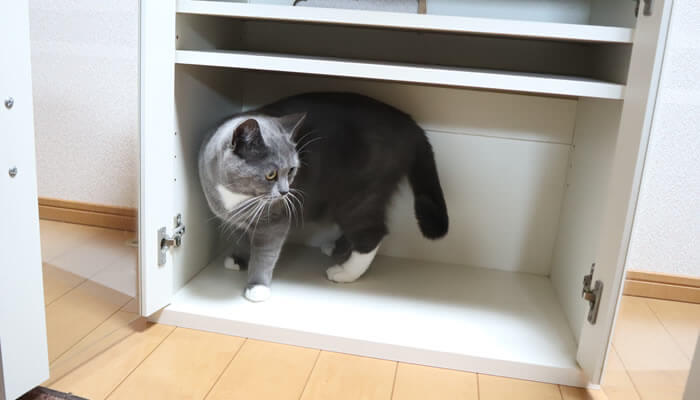 棚の中に入る猫のモモ