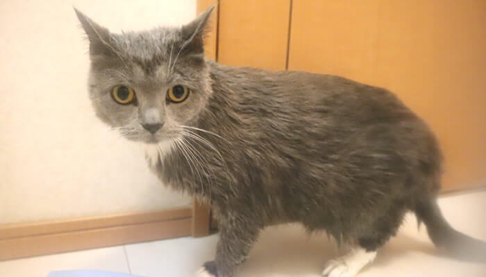 お風呂上りのドライヤーでイカ耳になる猫のモモ