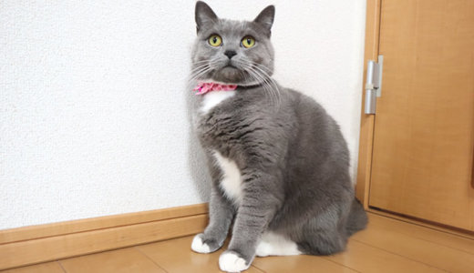 【猫記念日】ブリティッシュショートヘア(メス)1歳6ヶ月の体重が平均で止まった！？