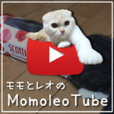 猫のモモとレオの動画-MomoleoTube モモレオチューブ