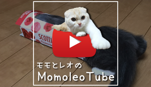【動画】先住猫と新入り猫の仲良し計画｜Momoleo Tube（モモレオチューブ）