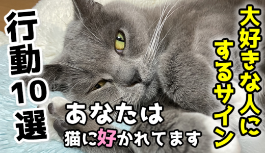 【納得】猫が好きな人にする行動10選