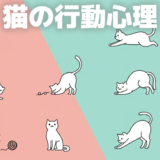 【必見】猫の行動心理を徹底解説！初心者でも分かる猫の気持ちのサインと秘密