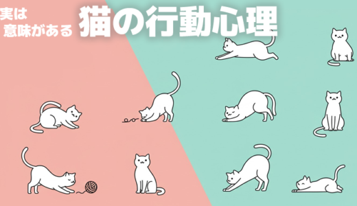 【必見】猫の行動心理を徹底解説！初心者でも分かる猫の気持ちのサインと秘密