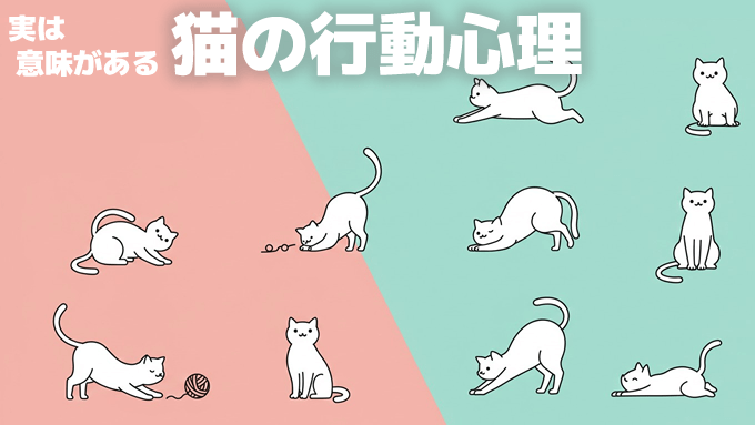 猫の行動心理