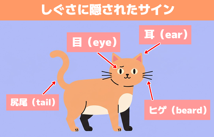 猫の行動とその心理