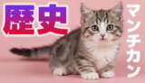 知っておきたい『マンチカンの歴史』誕生から世界的ブームまで