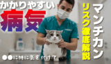 【2025年最新版】マンチカン猫の病気リスク徹底解説！短足・長足別の注意点と予防法