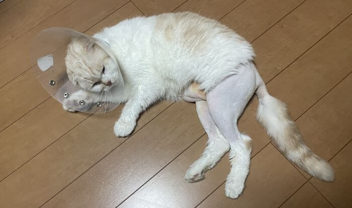 猫の尿路結石手術後