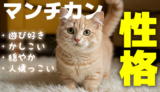 マンチカン猫の性格：遊び好きで愛情深い短足猫