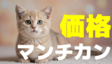 マンチカン価格初心者必見！マンチカン子猫の値段とコストガイド【ペットショップ・ブリーダー比較】
