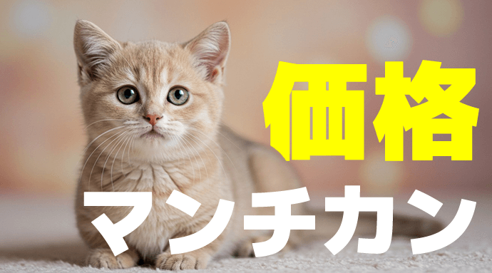 マンチカン猫の価格